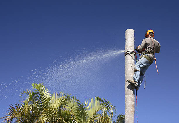 How Our Tree Care Process Works  in  Ste Genevieve, MO