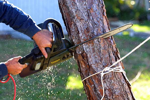 Reliable Ste Genevieve, MO Tree Care Solutions